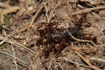 crematogaster scutellaris ant macro photo