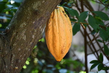 Ripe cocoa fruit on cocoa's tree which is nearly to be harvesting, soft and selective focus.