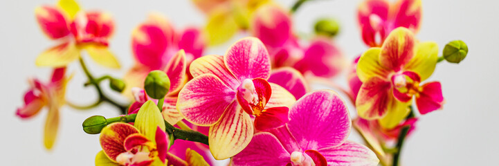 Obraz na płótnie Canvas Colorful Phalaenopsis orchids var. Kolibri flowers, closeup. Little Kolibri Orchids Mineral blossom