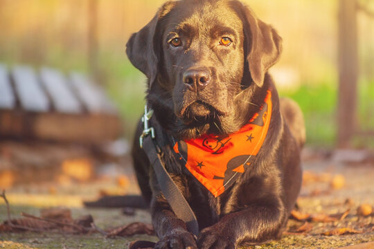 A young labrador retriever lying in an orange Halloween bandana. Junior Labrador retriever.
