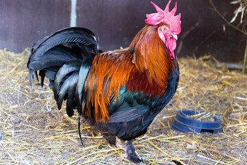 The Marans cock, rooster  from the port town of Marans