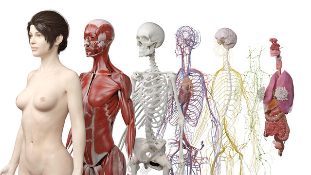 anatomy systems
