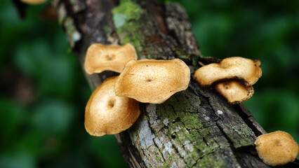 mushrooms in the forest