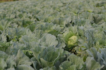 The field is planted has green cabbage. Vegetables planted in organic farm, no chemicals. Scientific name Brassica oleracea var. Chinese cabbage leaves are porous due to being eaten by pests.

