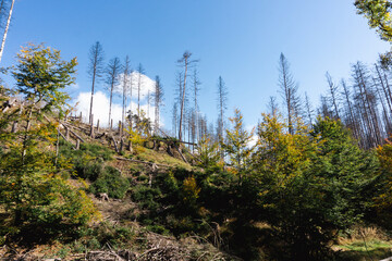 Forest after natural catastrophy, trees dying of bark beetles invasion and/or wildfire in Czech Republic, National Park, Bohemian Switzerland, Česk&eacute; &Scaron;v&yacute;carsko