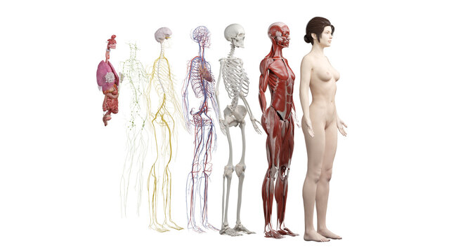 anatomy systems