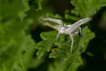 Misumena vatia - Goldenrod Crab Spider - Thomise variable