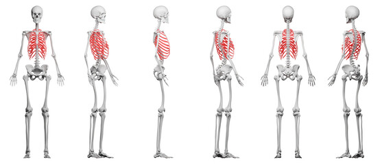 skeletal illustration