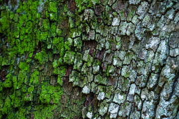 Tree bark with rich texture and partially overgrown by geen moss.