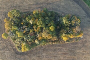 Drzewa na polu © Pawel Szypula