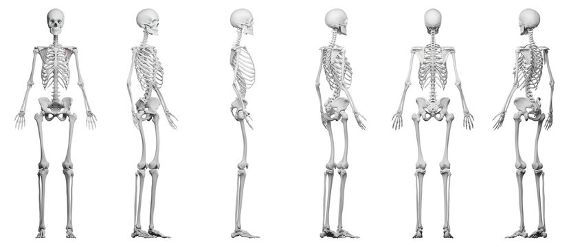 skeletal illustration