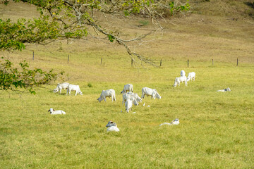 Cattle. Herd of Nelore cattle in the pasture. Brazilian livestock.