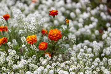 Marigold flower in the middle of field of Lobularia maritima