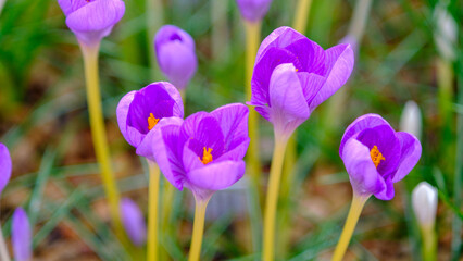 A view of charming blooming autumn crocus flowers. Late autumn, end of October in Latvia