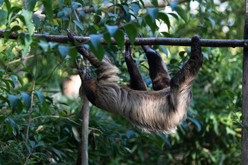 three-fingered sloths  hanging on tree branch