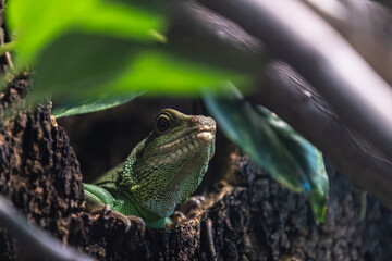 The Chinese water dragon, 