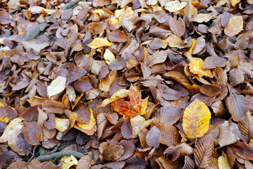 brown and yellow autumn leaves background