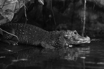 Osteolaemus tetraspis, black and white Dwarf crocodile 