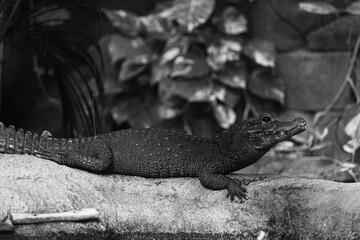 Osteolaemus tetraspis, black and white Dwarf crocodile 