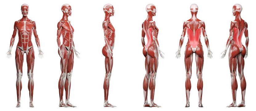 muscle illustration