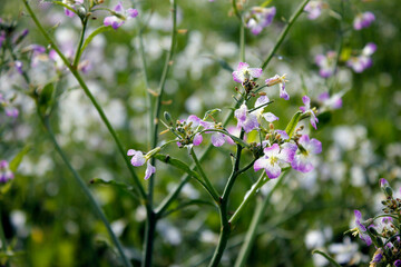 purple and white flowers in a field as natural background