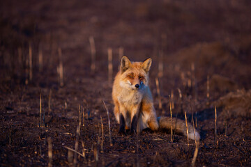 Close-up. A wild red fox stands in an autumn field. The chanterelle hunts mice in the field.