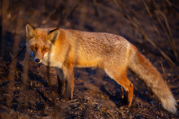 Close-up. A wild red fox stands in an autumn field. The chanterelle hunts mice in the field.