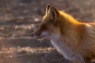 Close-up. A wild red fox stands in an autumn field. The chanterelle hunts mice in the field.