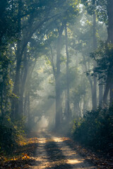 Sun rays falling onto a safari path on a winter morning at Dudhwa National Park, Uttar Pradesh,...