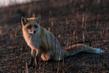 Close-up. A wild red fox stands in an autumn field. The chanterelle hunts mice in the field.