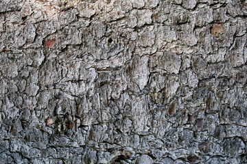 close-up of texture of a bark of a tree in the forest, natural background in grey and brown, patterned background