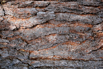 texture of a bark of a tree in the forest, natural background in grey and brown, closeup of textured bark of a tree, patterned background, outdoors background, full frame bark tree texture