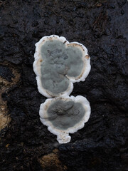 Kretzschmaria deusta aka brittle cinder fungus on dead wood. UK macro, closeup. - obrazy, fototapety, plakaty