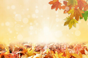 Naklejka na ściany i meble Falling Autumn Maple Leaves Natural Colorful Background
