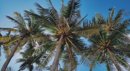 Fototapeta na wymiar Underview of coconut trees