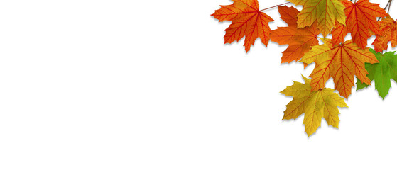 Falling Autumn Maple Leaves Natural white Background