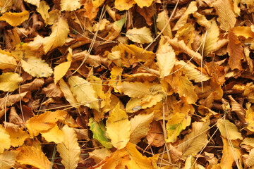 Parterre de feuilles