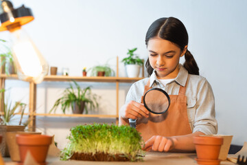 Child in apron holding magnifying glass near blurred microgreen plant at home.