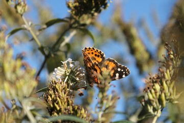Orange painted lady butterfly on a plant in the green field in a shallow focus