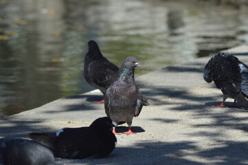 Obraz premium beautiful birds in their environment