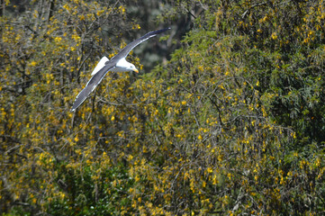 Fototapeta premium beautiful birds in their environment