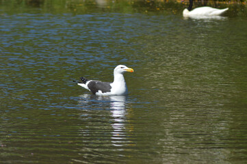 beautiful birds in their environment