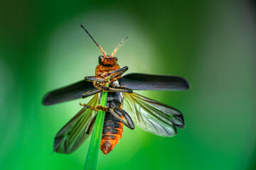 Gemeiner Weichkäfer (Cantharis fusca)