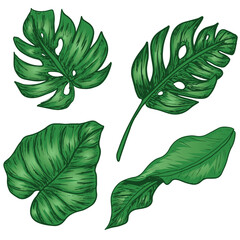 Four green tropical leaves set