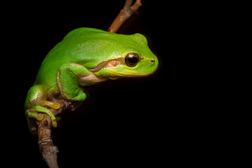 Europäischer Laubfrosch (Hyla arborea)