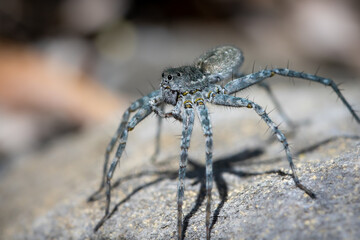 Kieslaufwolf (Pardosa wagleri), Weibchen