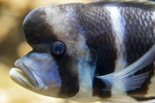 Closeup of a Cyphotilapia frontosa swimming under the water