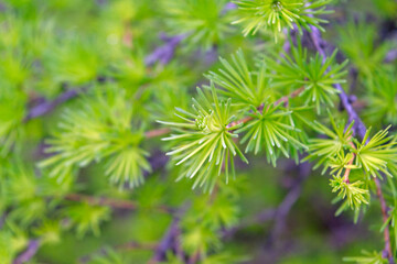 Young green branch of larch Close up. spring growing season. fresh fluffy larch.