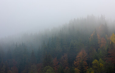Foggy autumn mountain landscape with spruce forest.