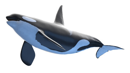 killer whale